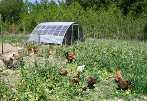 Foraging Chickens