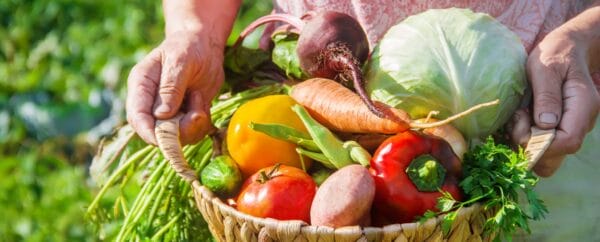 Why and how to plan a Survival Garden 10 Harvest basket
