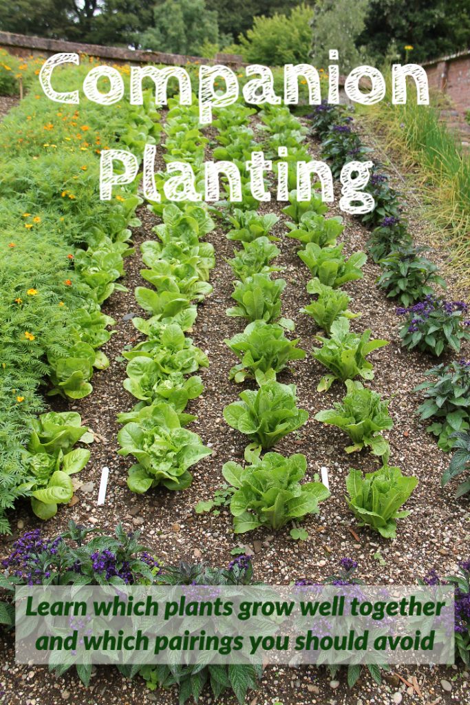 Companion Planting Chart - Oldtimeknowledge