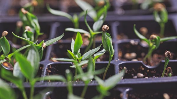 Pepper seedlings