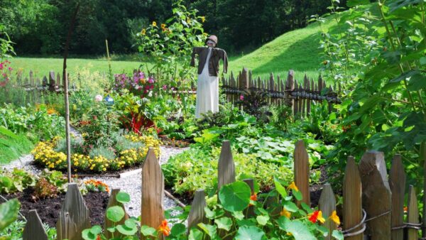 Vegetable Garden