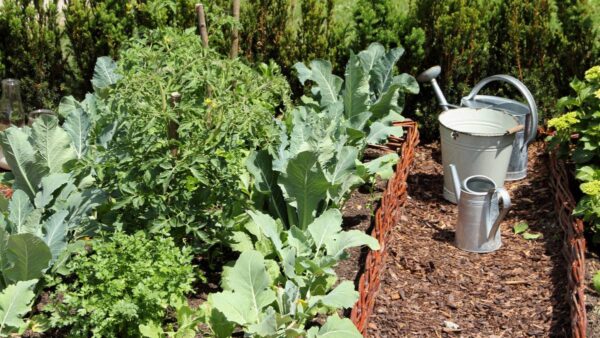 Vegetable Garden