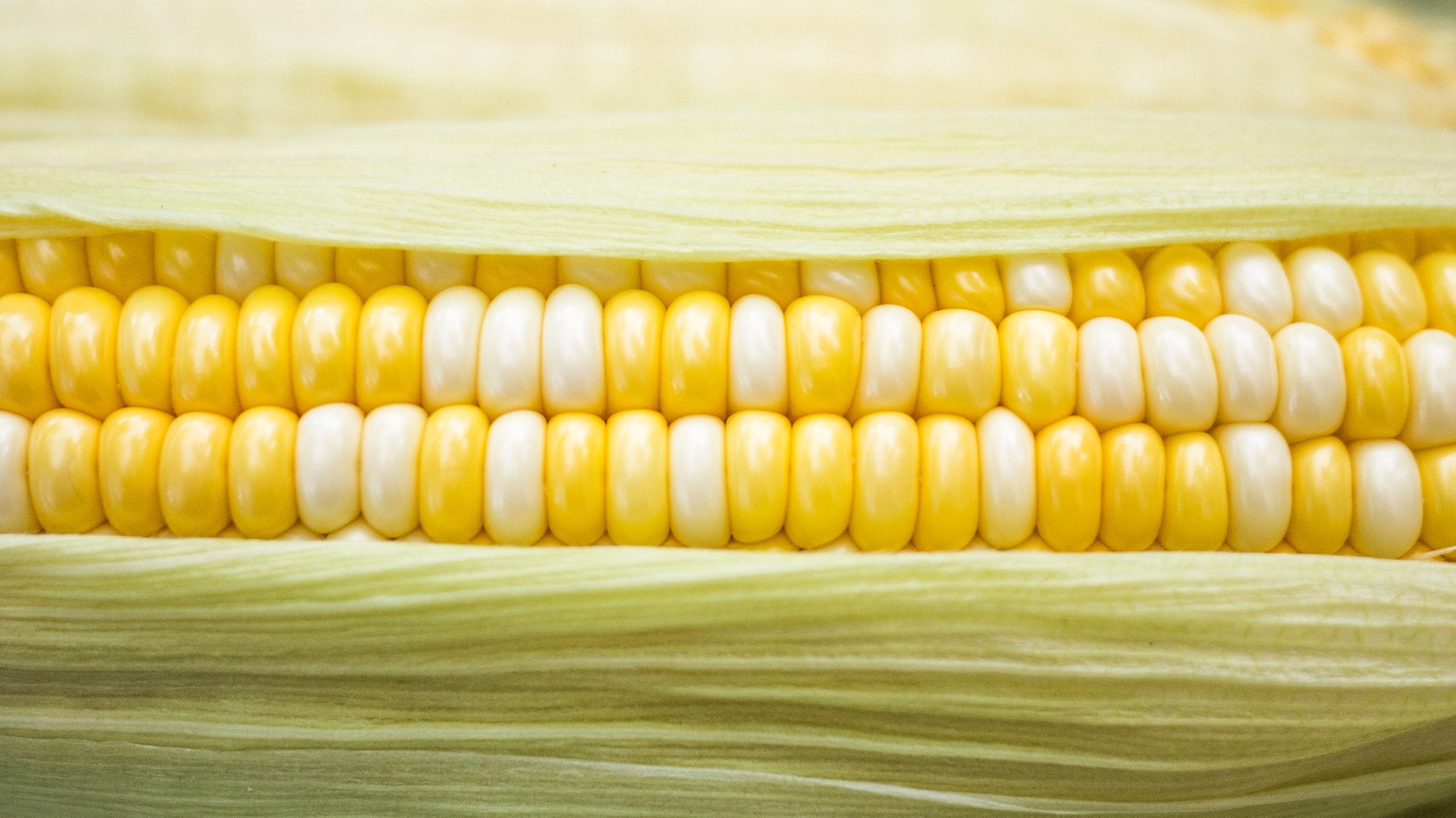 An ear of corn, photo by Phoenix Han (Unsplash_