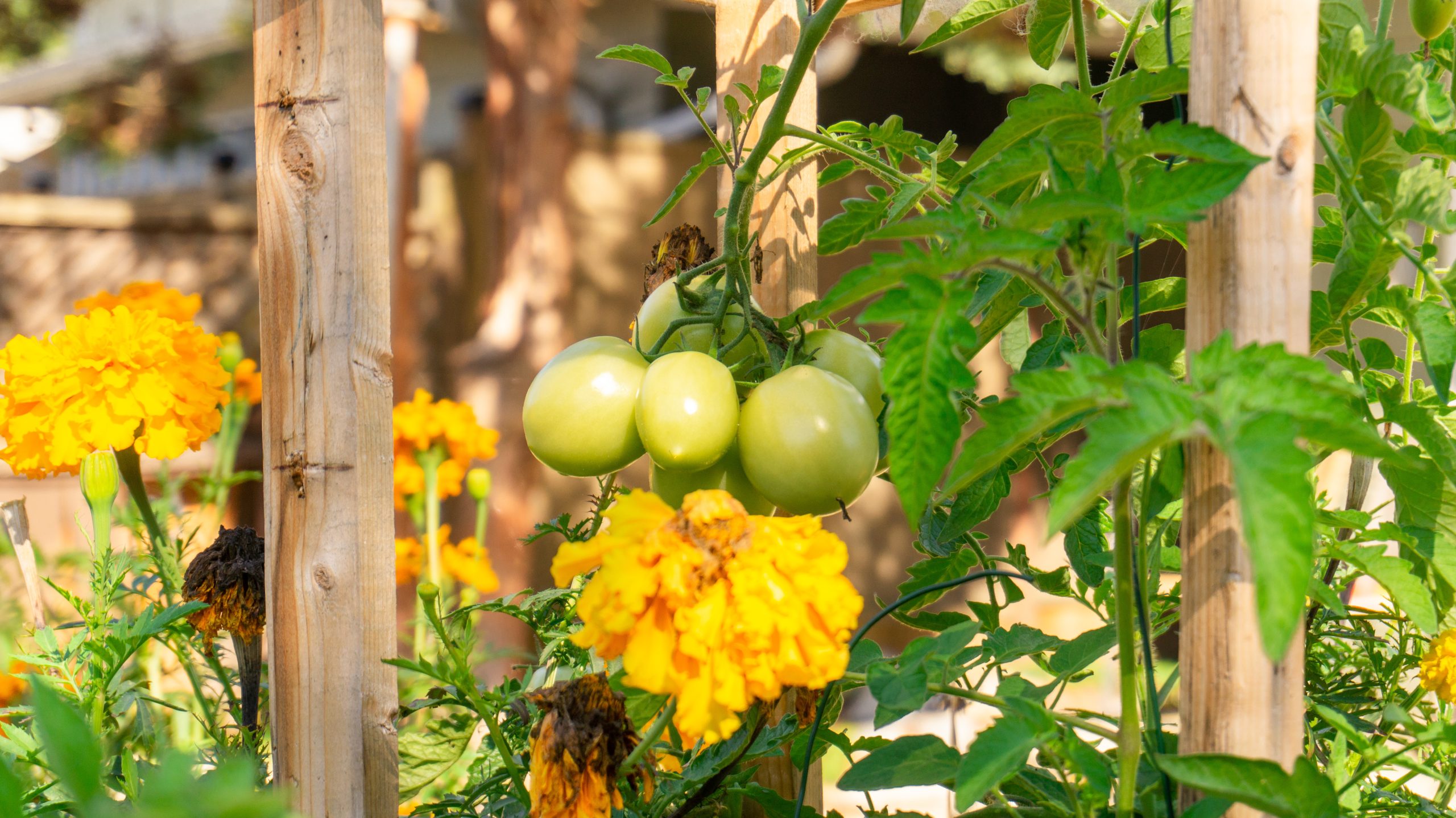 Companion Planting: Learn which plants grow well together and which pairings you should avoid