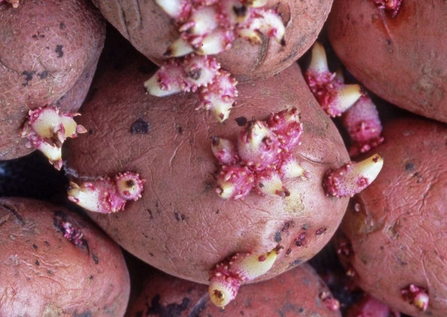 Plant sprouted potatoes from your kitchen today