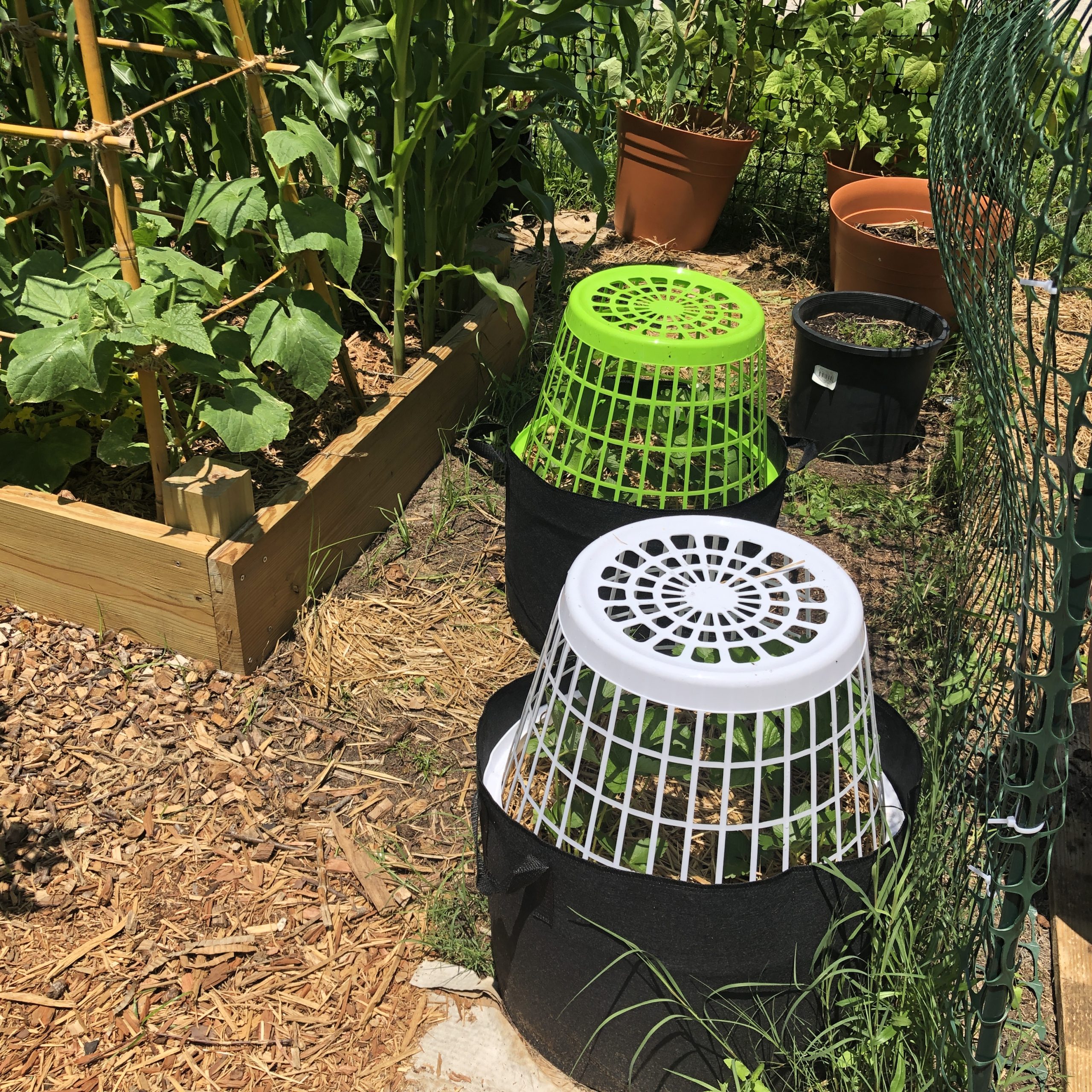 Clothes baskets covering strawberry plants in grow bags