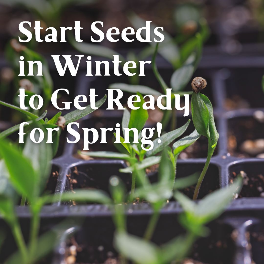 Start Seeds in Winter to Get Ready for Spring